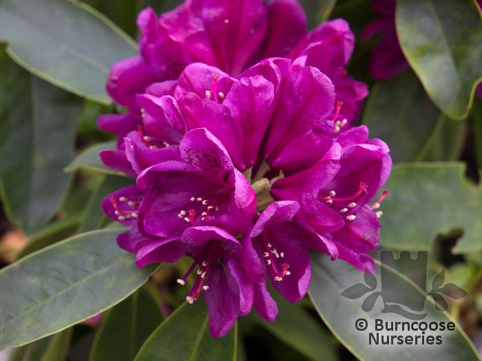 Rhododendron Polar Night - View 5 from www redcrocus com