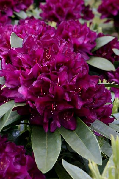 Rhododendron Polar Night - View 6 from www redcrocus com