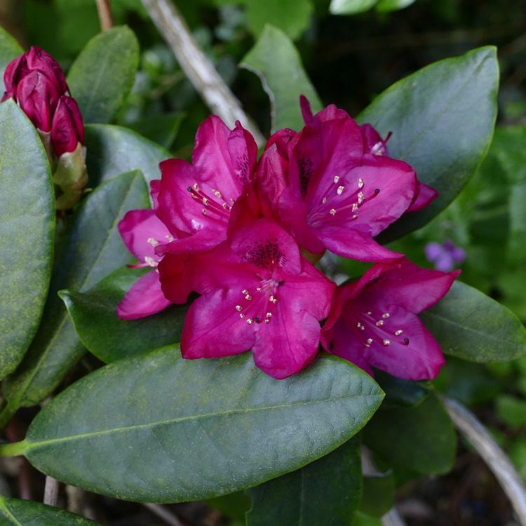 Rhododendron Polar Night - View 7 from www redcrocus com