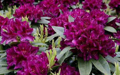 Rhododendron Polar Night - View 8 from www redcrocus com