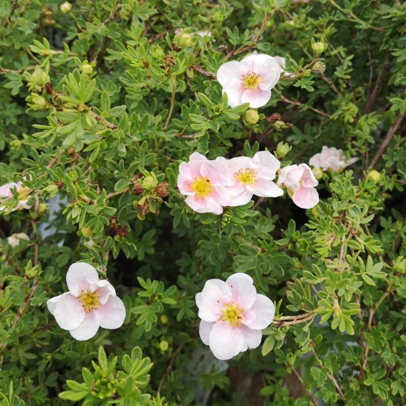 Potentilla Fruticosa Pink Princess - View 10 from www redcrocus com