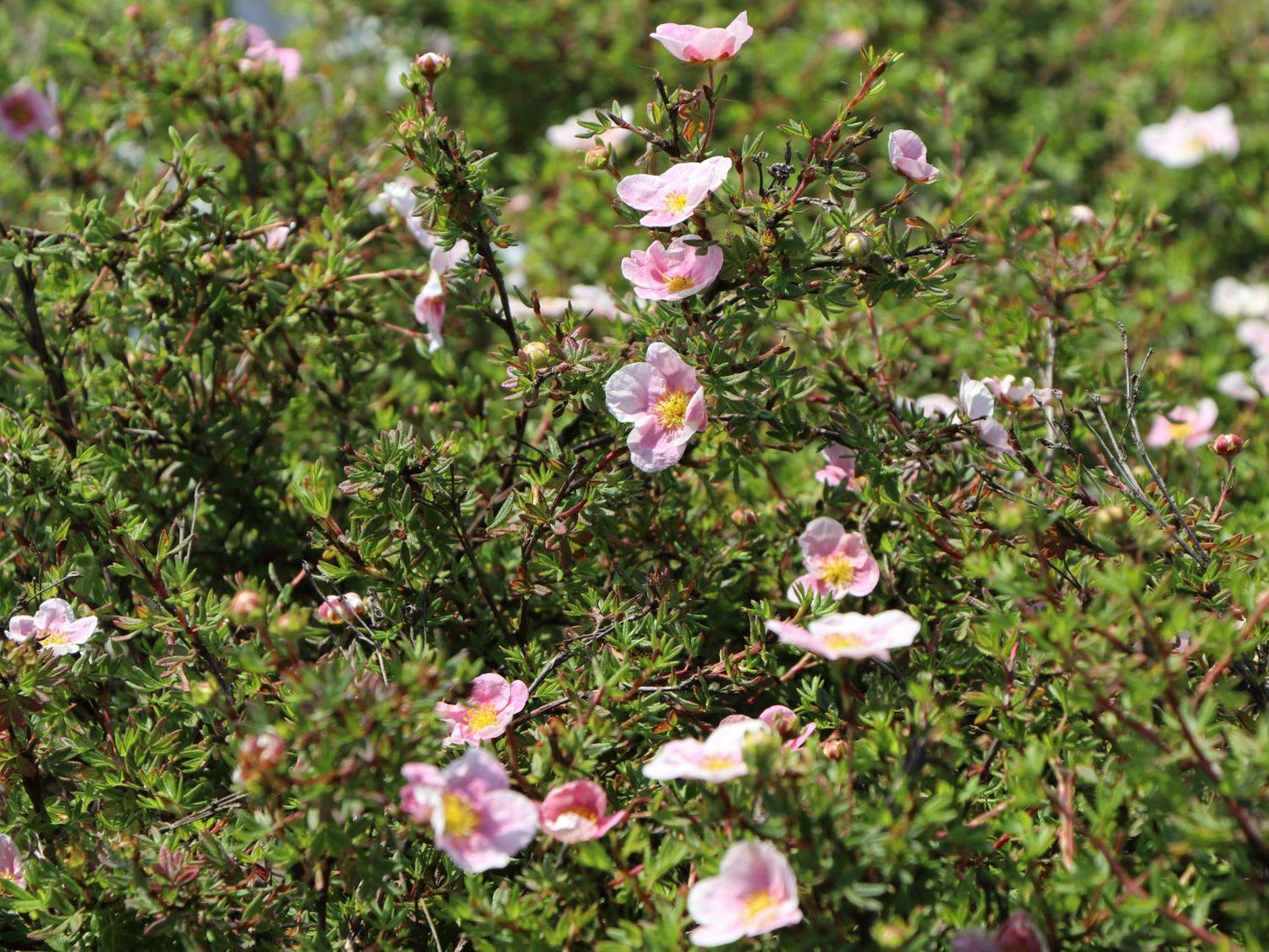 Potentilla Fruticosa Pink Princess - View 11 from www redcrocus com