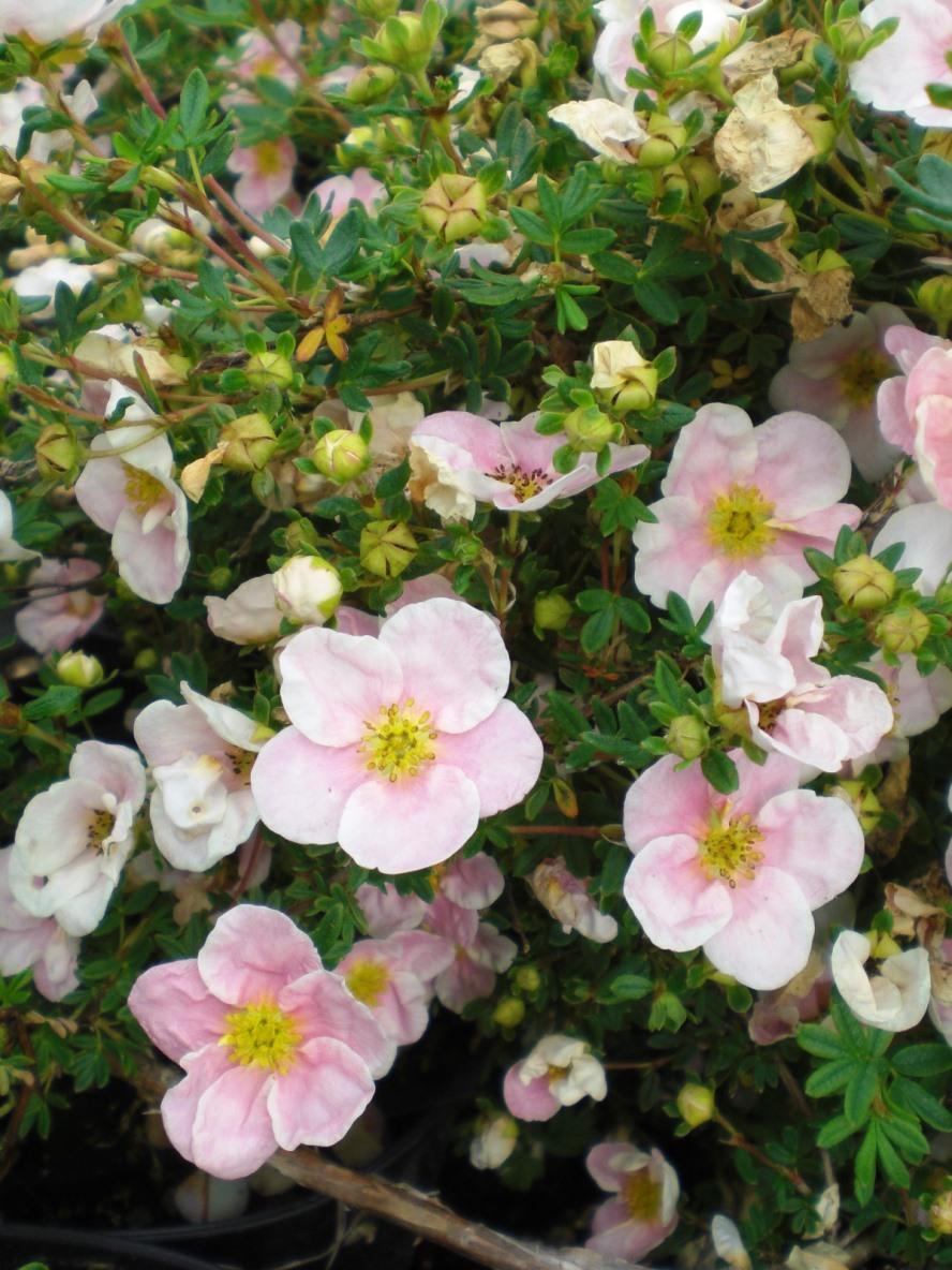 Potentilla Fruticosa Pink Princess - View 12 from www redcrocus com