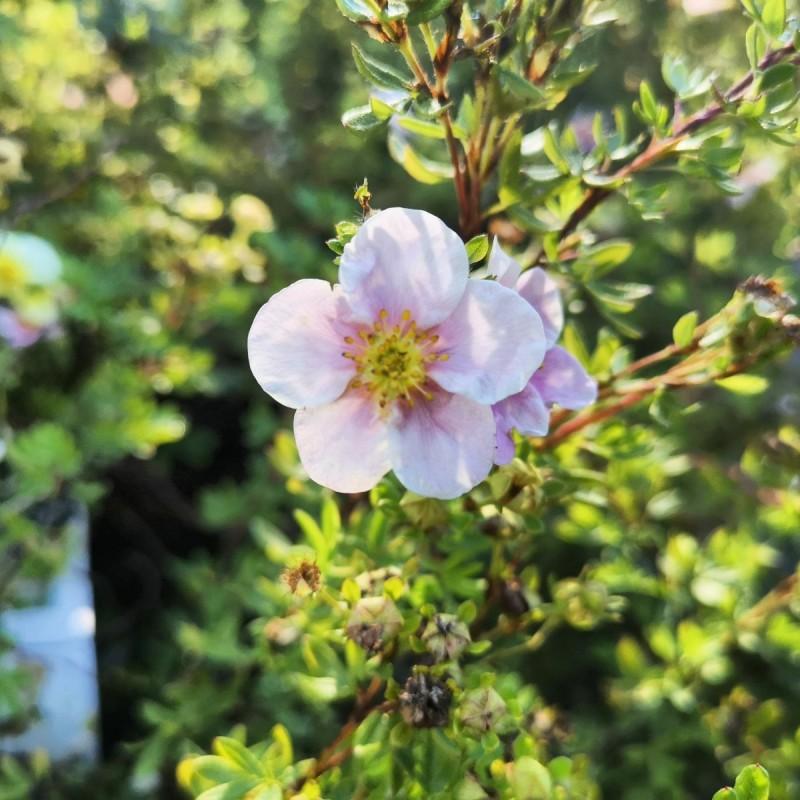 Potentilla Fruticosa Pink Princess - View 13 from www redcrocus com