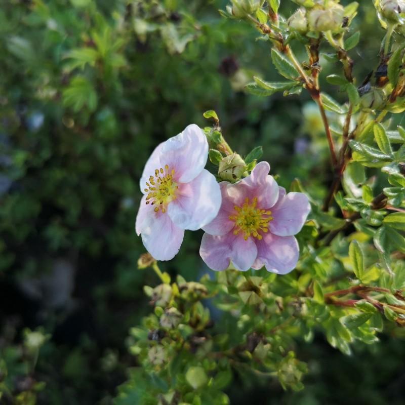 Potentilla Fruticosa Pink Princess - View 15 from www redcrocus com