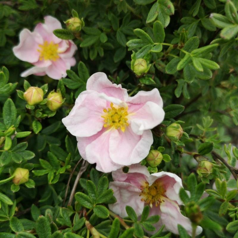 Potentilla Fruticosa Pink Princess - View 16 from www redcrocus com