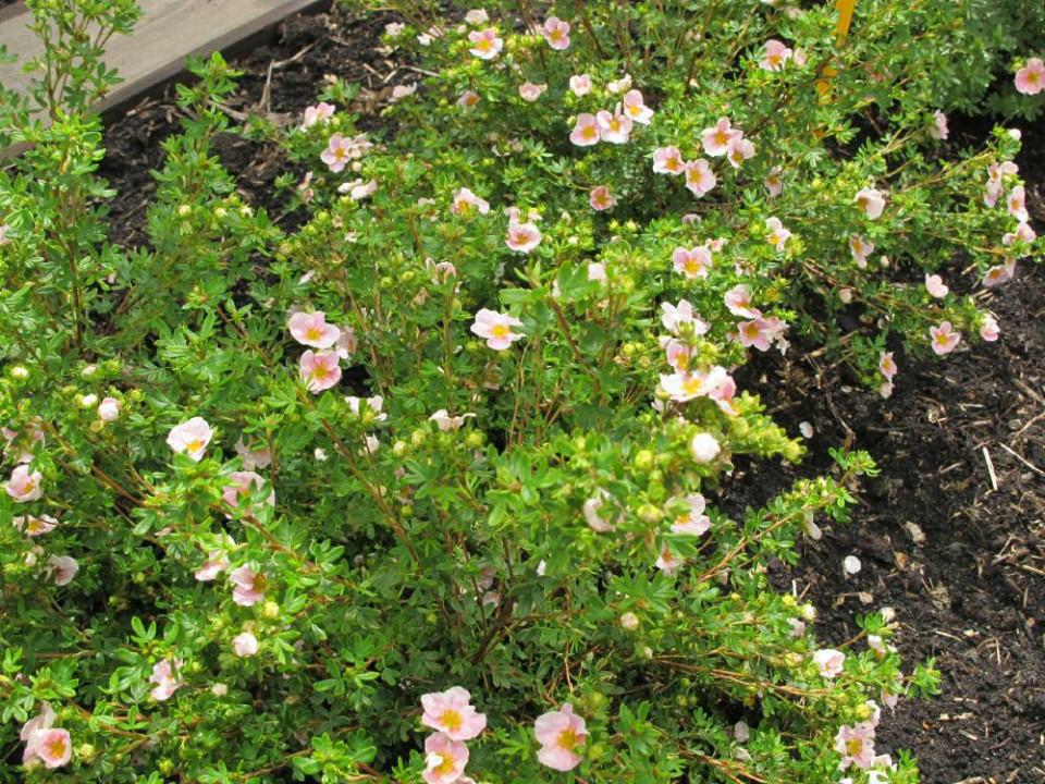 Potentilla Fruticosa Pink Princess - View 18 from www redcrocus com