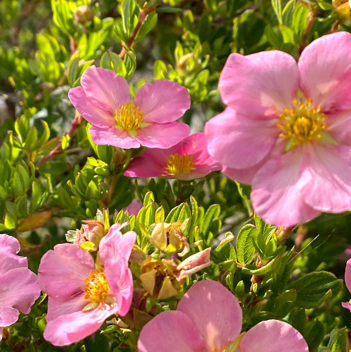 Potentilla Fruticosa Pink Princess - View 2 from www redcrocus com