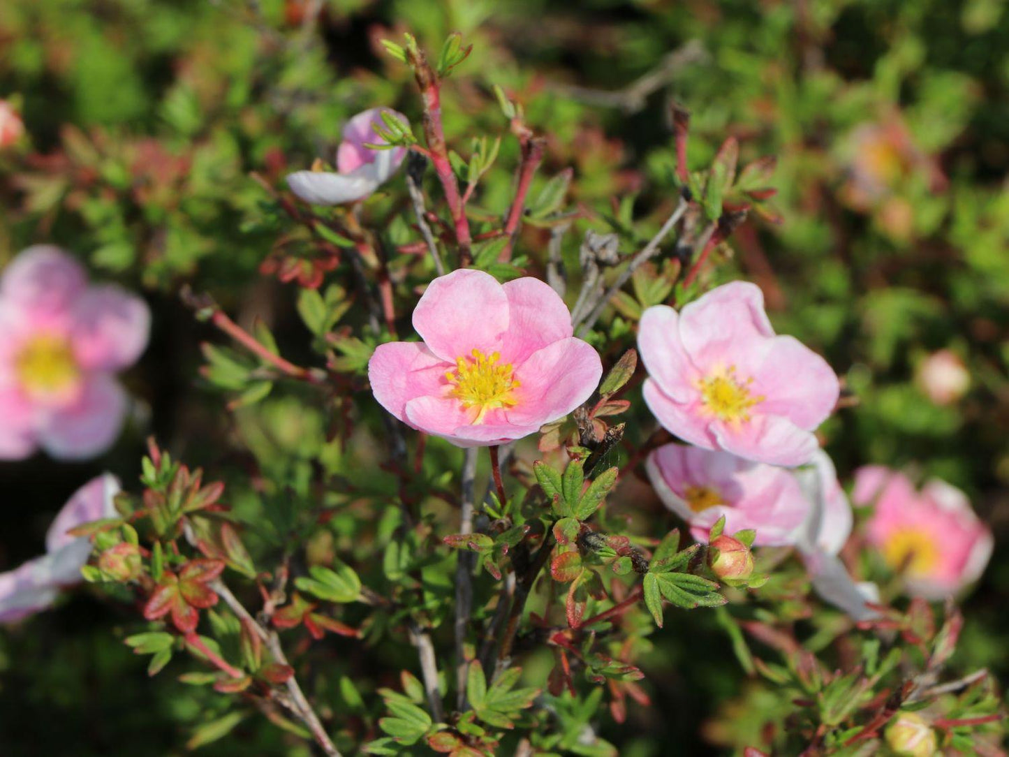 Potentilla Fruticosa Pink Princess - View 3 from www redcrocus com