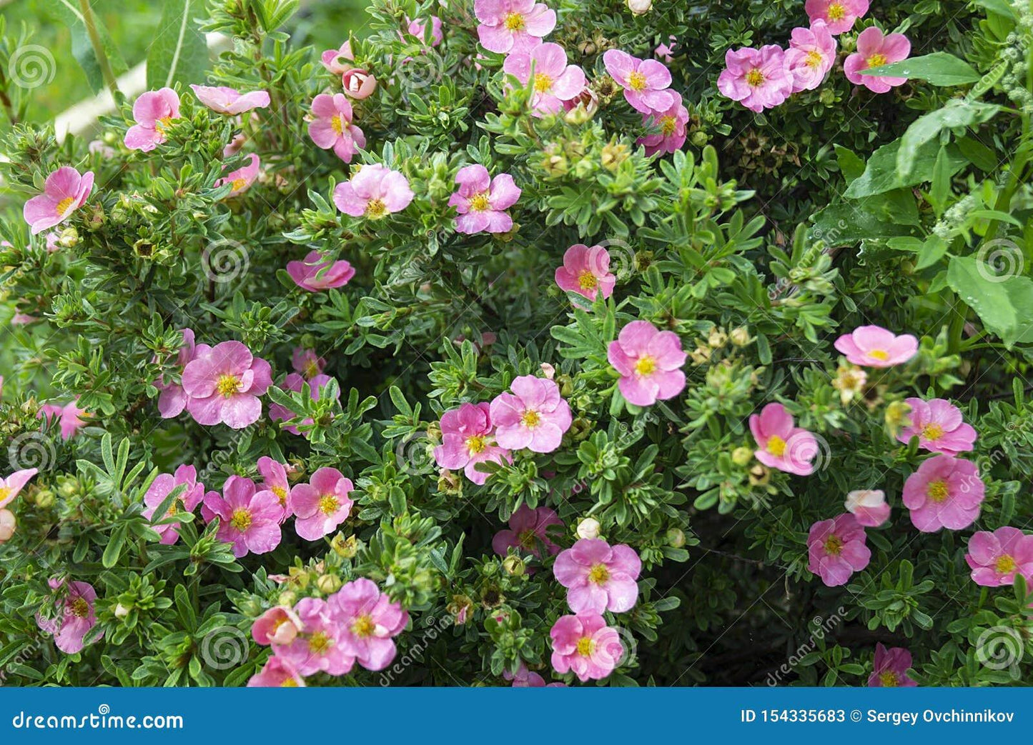 Potentilla Fruticosa Pink Princess - View 5 from www redcrocus com