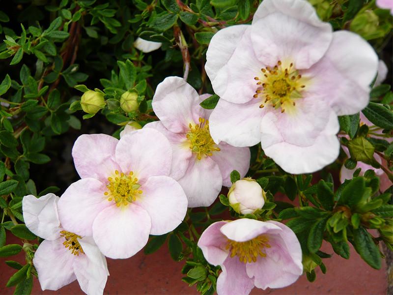 Potentilla Fruticosa Pink Princess - View 6 from www redcrocus com