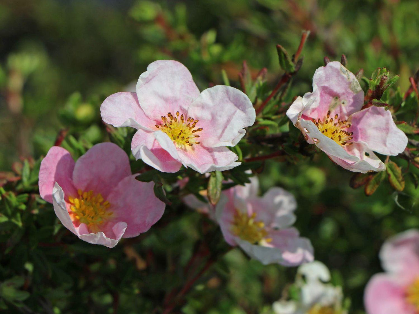 Potentilla Fruticosa Pink Princess - View 8 from www redcrocus com