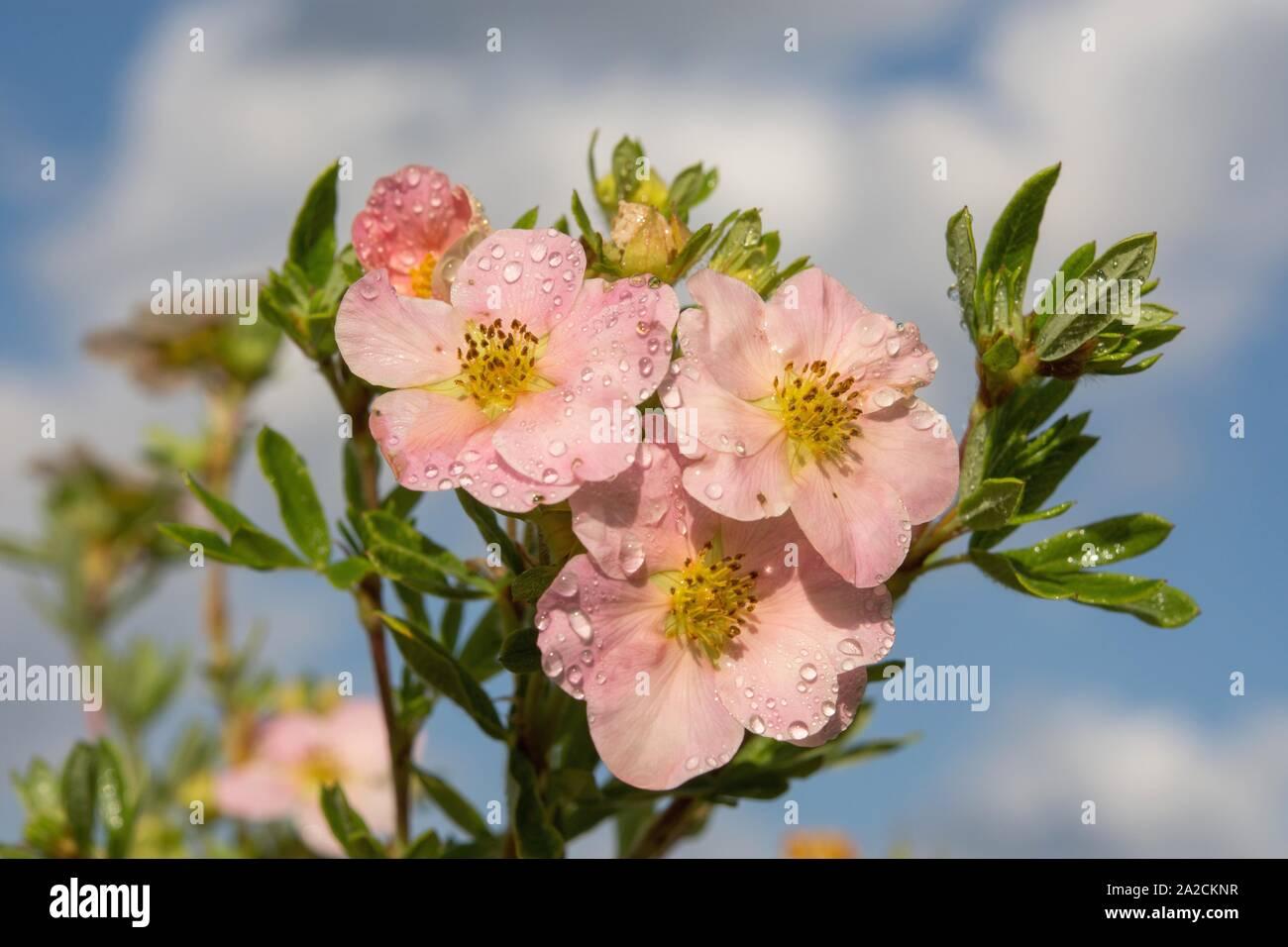 Potentilla Fruticosa Pink Princess - View 9 from www redcrocus com
