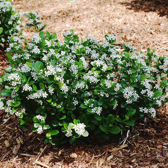 Aronia Melanocarpa Low Scape Mound - View 13 from www redcrocus com