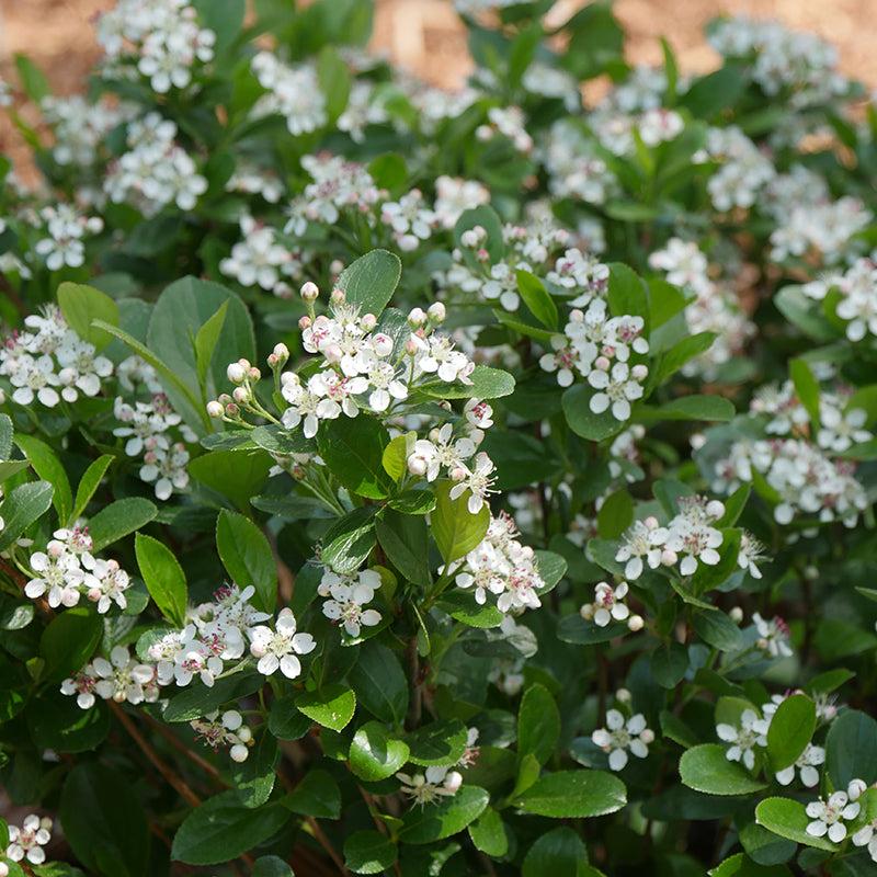 Aronia Melanocarpa Low Scape Mound - View 14 from www redcrocus com