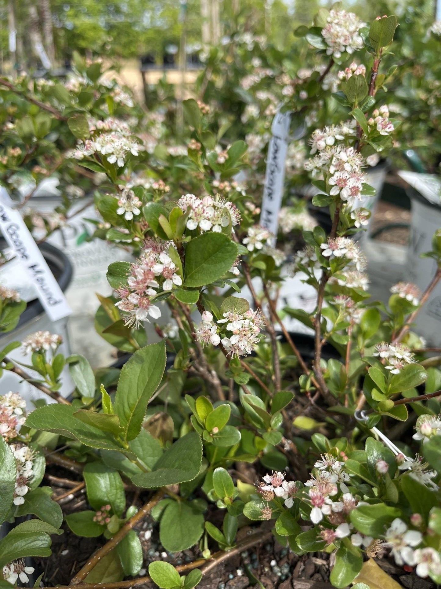 Aronia Melanocarpa Low Scape Mound - View 15 from www redcrocus com