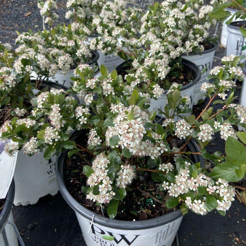 Aronia Melanocarpa Low Scape Mound - View 16 from www redcrocus com