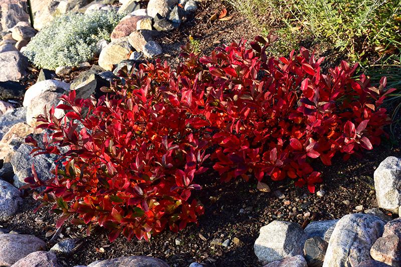 Aronia Melanocarpa Low Scape Mound - View 19 from www redcrocus com