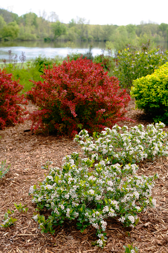 Aronia Melanocarpa Low Scape Mound - View 20 from www redcrocus com