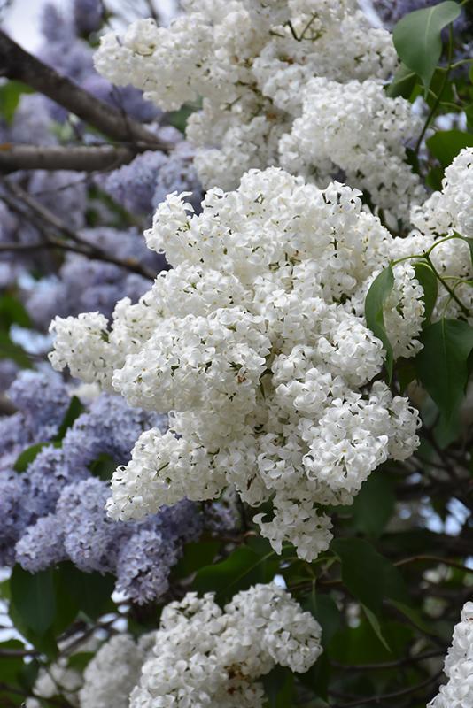 Syringa Vulgaris Alba - View 12 from www redcrocus com