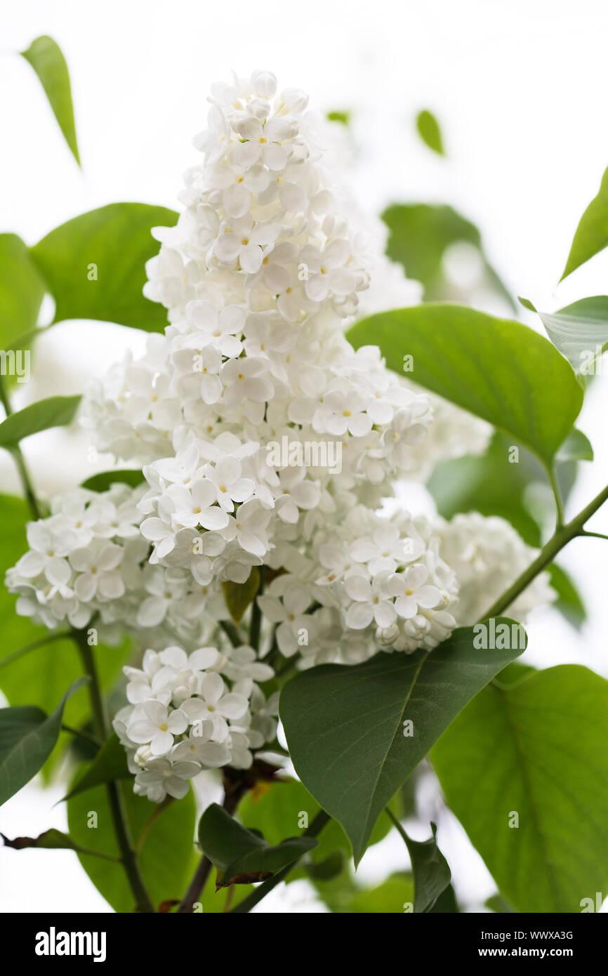 Syringa Vulgaris Alba - View 18 from www redcrocus com