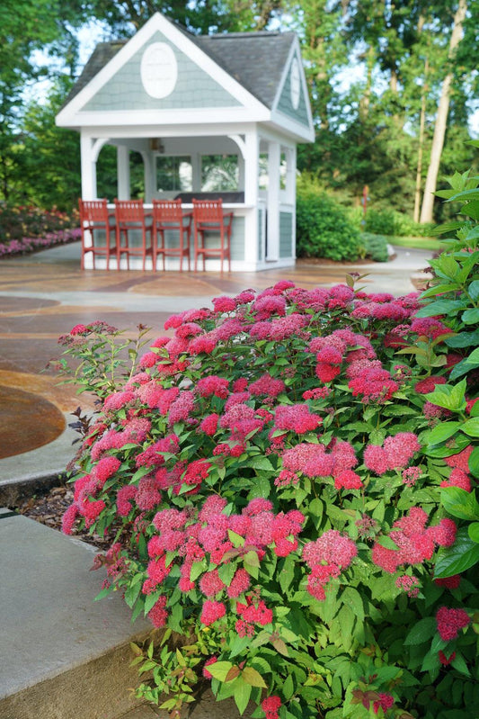 Spirea Japonica Double Play Doozie - View 10 from www redcrocus com