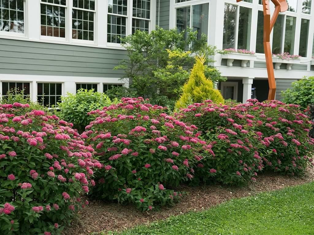 Spirea Japonica Double Play Doozie - View 13 from www redcrocus com