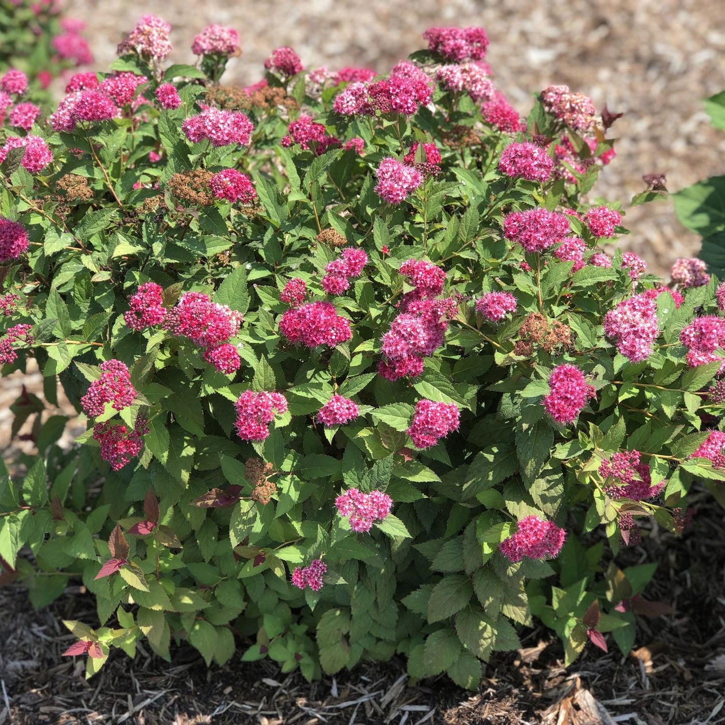 Spirea Japonica Double Play Doozie - View 17 from www redcrocus com