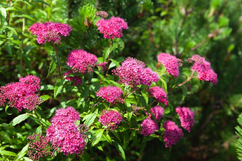Spirea Japonica Double Play Doozie - View 19 from www redcrocus com