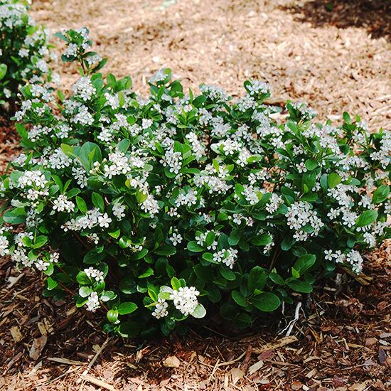 Aronia Melanocarpa Low Scape Mound - View 10 from www redcrocus com