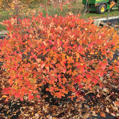 Aronia Melanocarpa Low Scape Mound - View 18 from www redcrocus com
