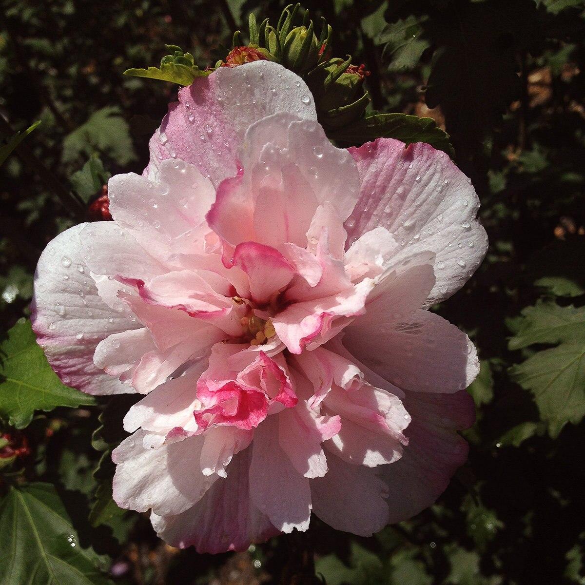 Hibiscus Syriacus Peppermint Smoothie - View 10 from www redcrocus com