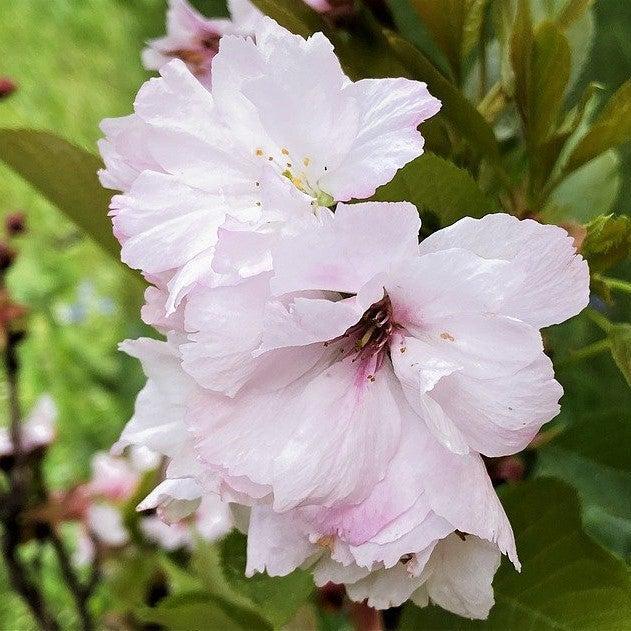 Hibiscus Syriacus Peppermint Smoothie - View 12 from www redcrocus com