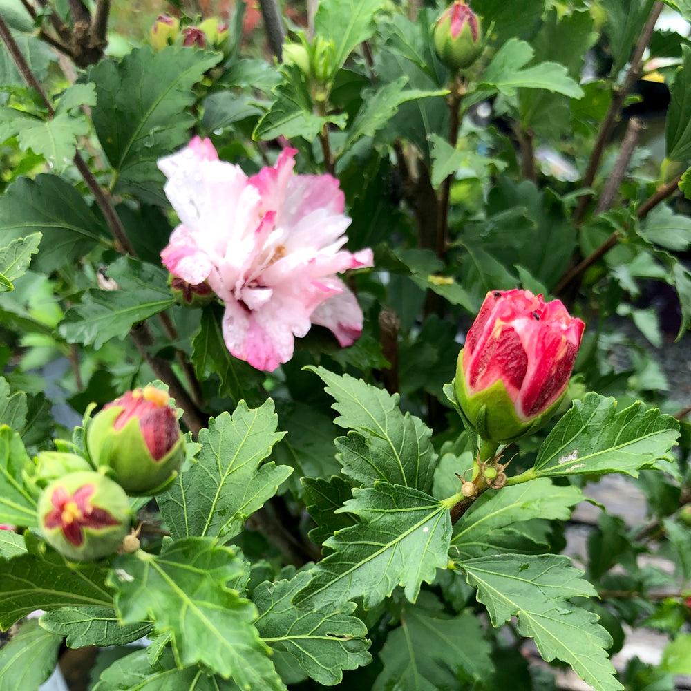 Hibiscus Syriacus Peppermint Smoothie - View 13 from www redcrocus com