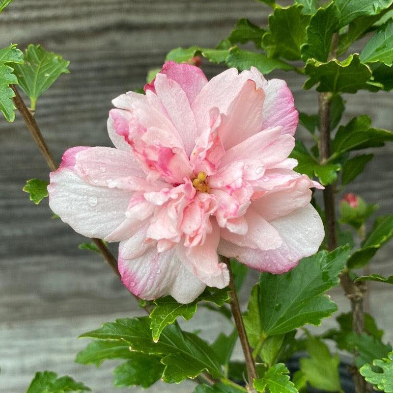 Hibiscus Syriacus Peppermint Smoothie - View 2 from www redcrocus com