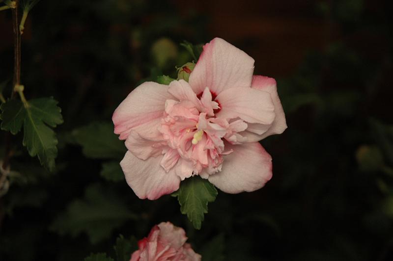 Hibiscus Syriacus Peppermint Smoothie - View 6 from www redcrocus com