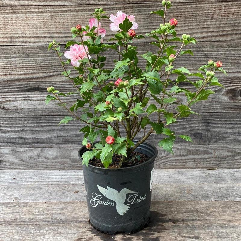 Hibiscus Syriacus Peppermint Smoothie - View 7 from www redcrocus com