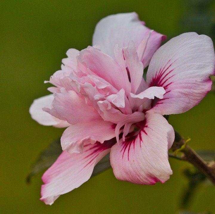 Hibiscus Syriacus Peppermint Smoothie - View 8 from www redcrocus com