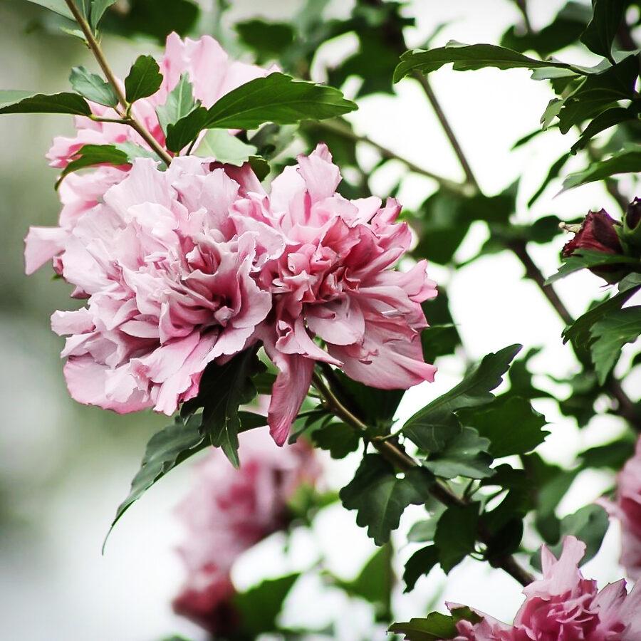 Hibiscus Syriacus Peppermint Smoothie - View 8 from www redcrocus com