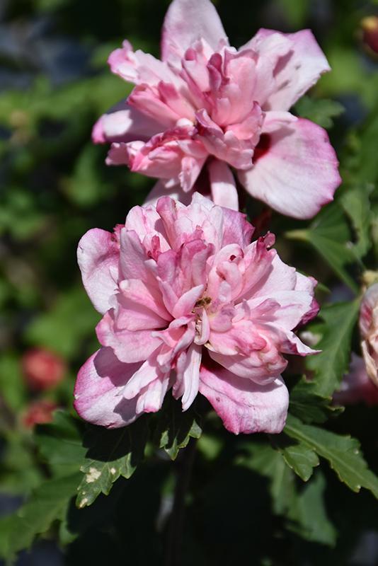 Hibiscus Syriacus Peppermint Smoothie - View 9 from www redcrocus com