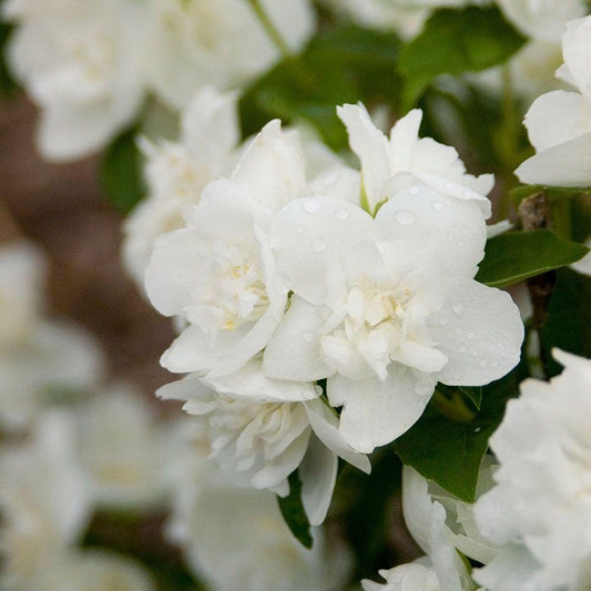 Philadelphus Virginalis Snow White - View 10 from www redcrocus com