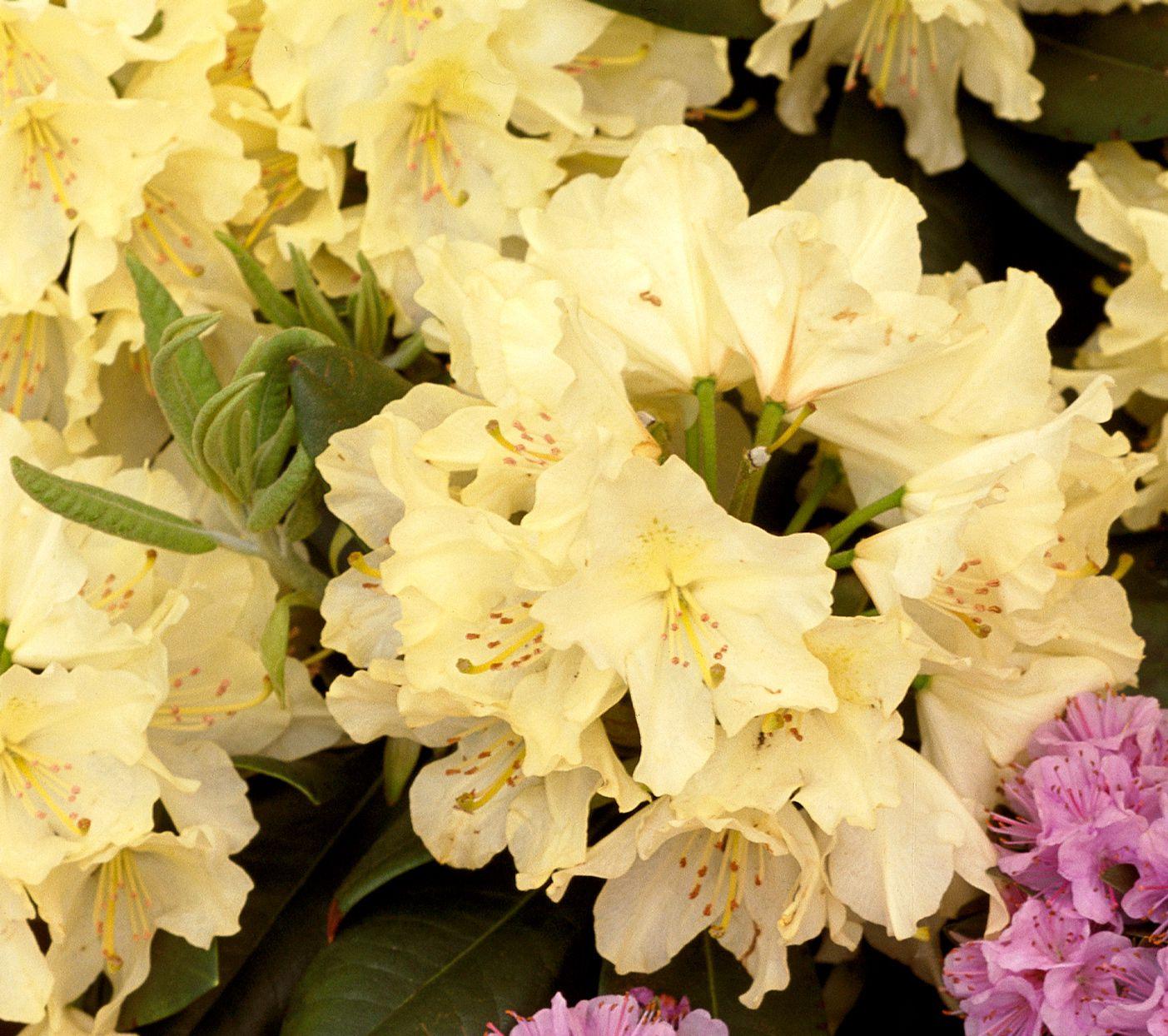 Rhododendron Capistrano - View 10 from www redcrocus com