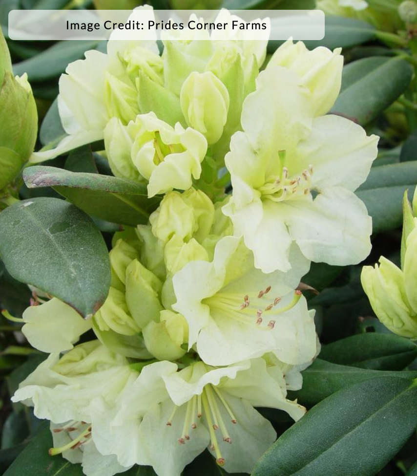 Rhododendron Capistrano - View 16 from www redcrocus com