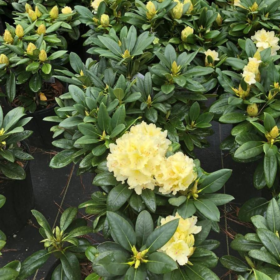 Rhododendron Capistrano - View 17 from www redcrocus com
