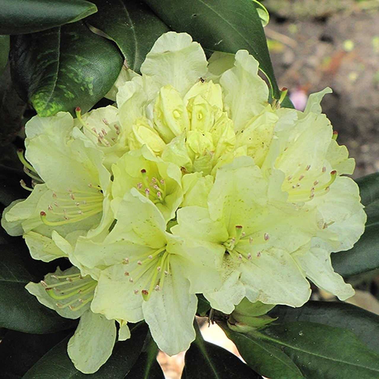 Rhododendron Capistrano - View 18 from www redcrocus com