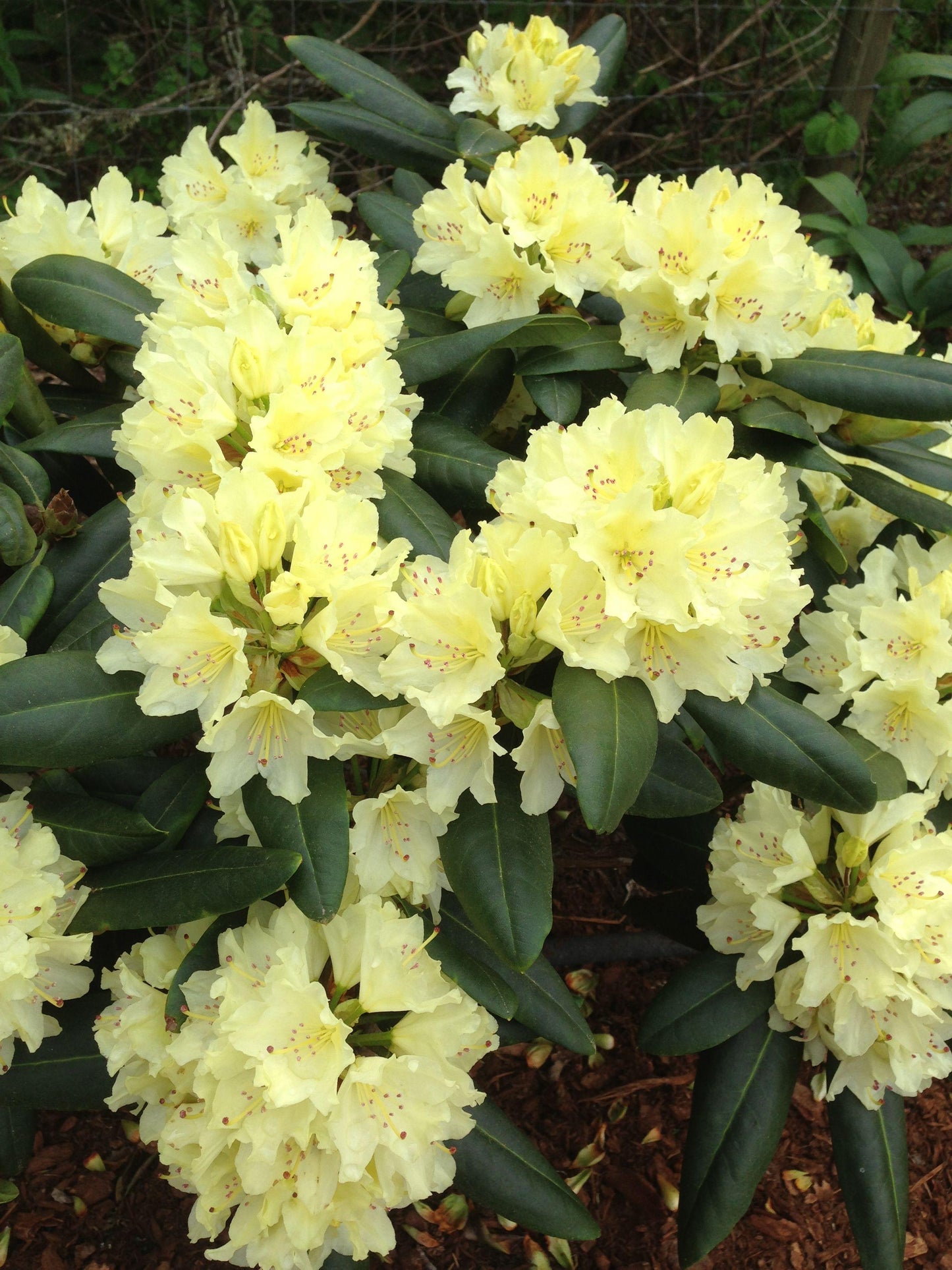 Rhododendron Capistrano - View 19 from www redcrocus com