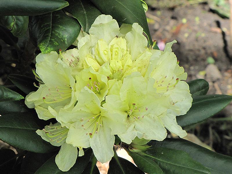 Rhododendron Capistrano - View 6 from www redcrocus com