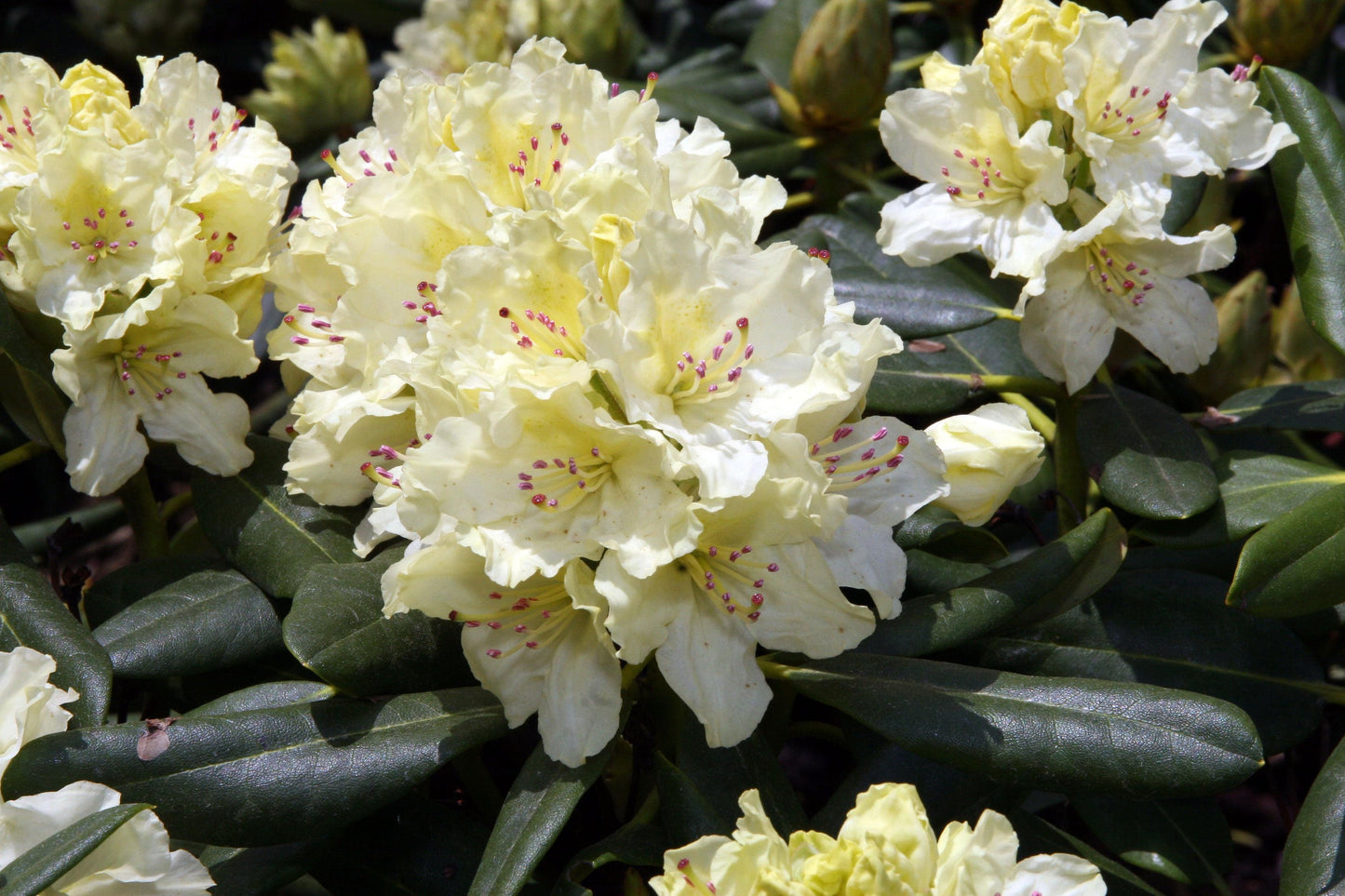 Rhododendron Capistrano - View 8 from www redcrocus com