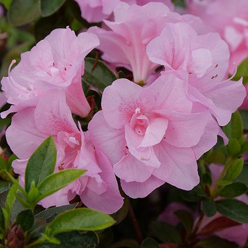 Azalea Perfecto Mundo Double Pink - View 14 from www redcrocus com