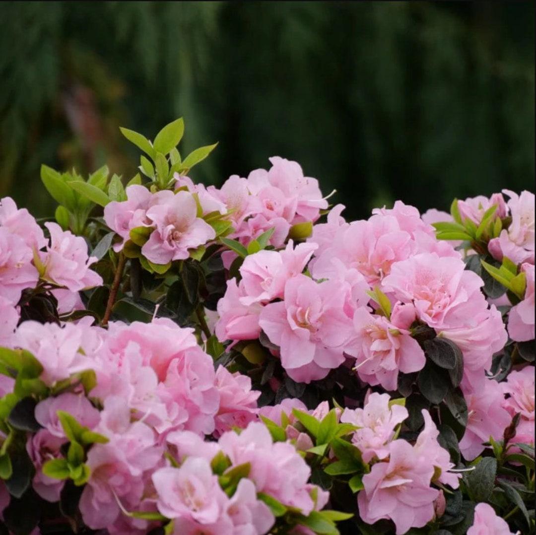 Azalea Perfecto Mundo Double Pink - View 15 from www redcrocus com